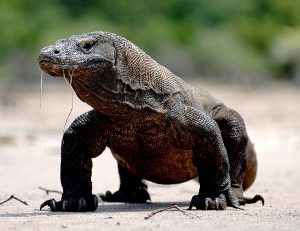 Komodo dragon